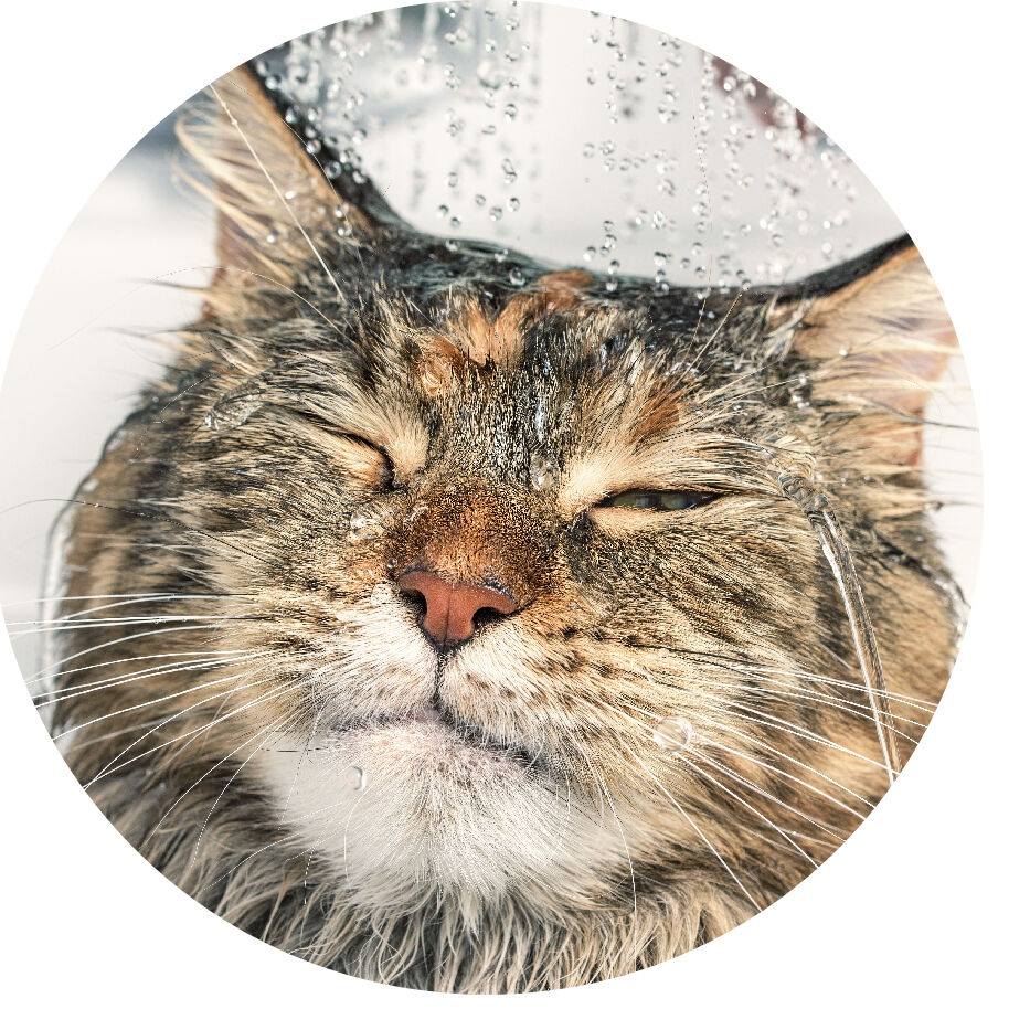 cat with water sprayed on it
